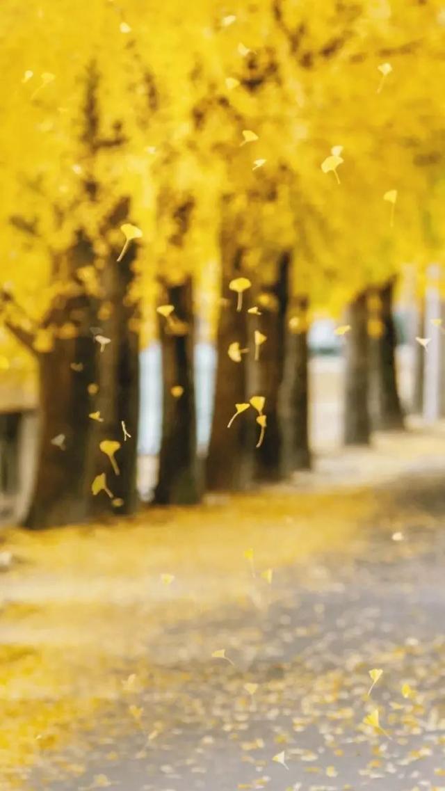 早安美图170926：我在秋天里，等风，也等你