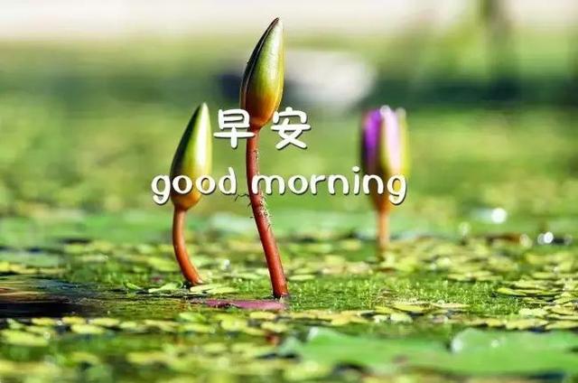 早安图片大全171010：可以孤单，但不许孤独