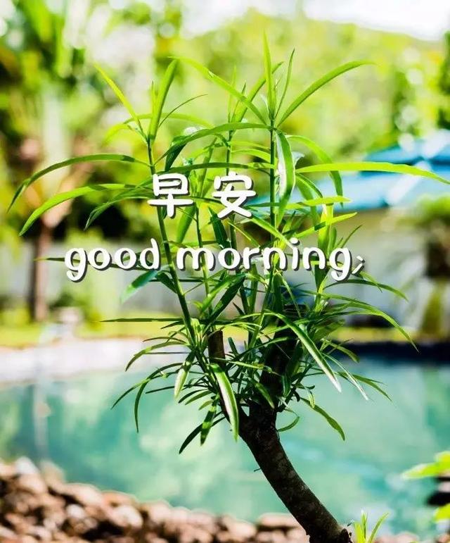 早安图片大全171010：可以孤单，但不许孤独