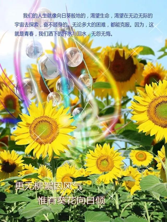 早安心语正能量171109：从没有白费的努力，也没有碰巧的成功