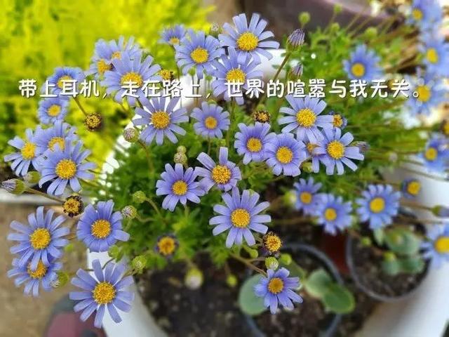 早安心语正能量171128：能够主宰你的，永远是你自己