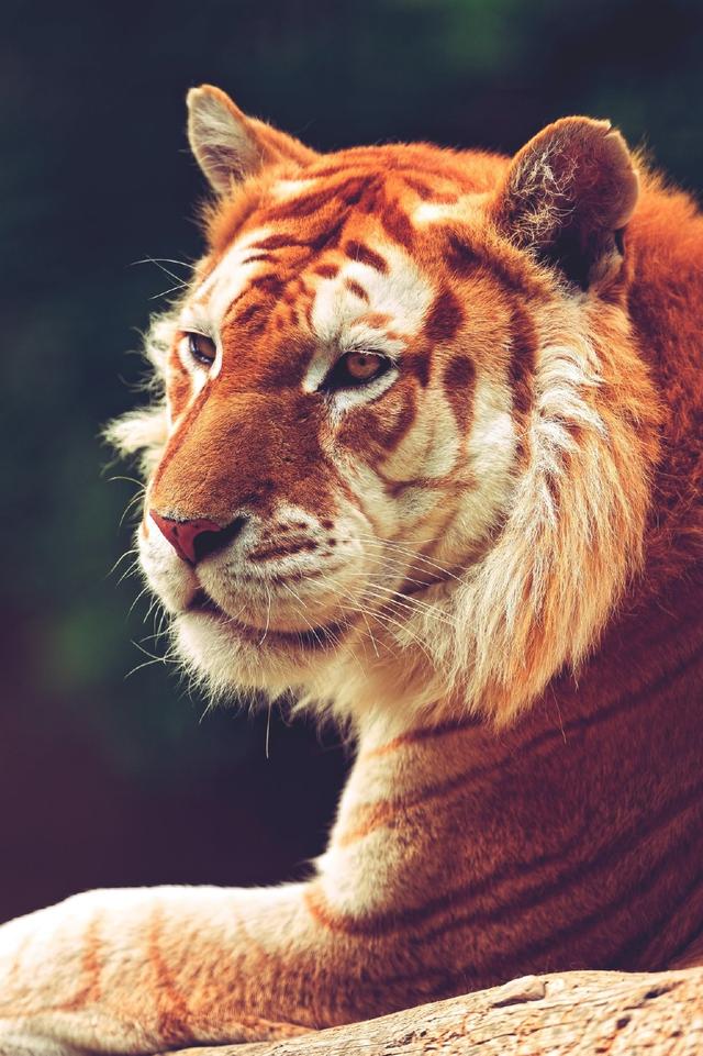 早安美图171101：有些人只适合遇见却不适合久伴