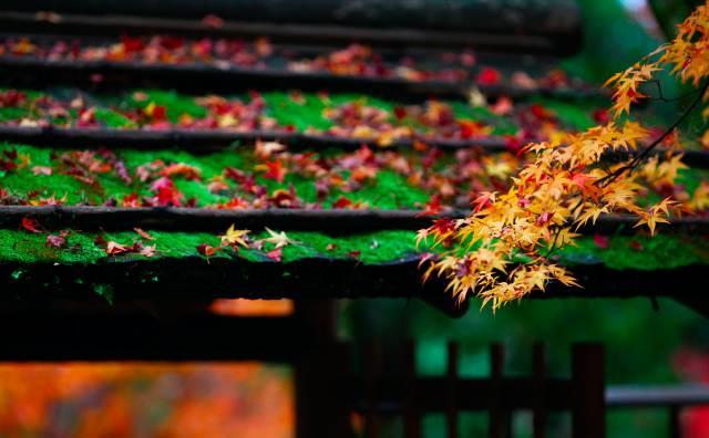 晚安美文171101：心若平常，何处不安详