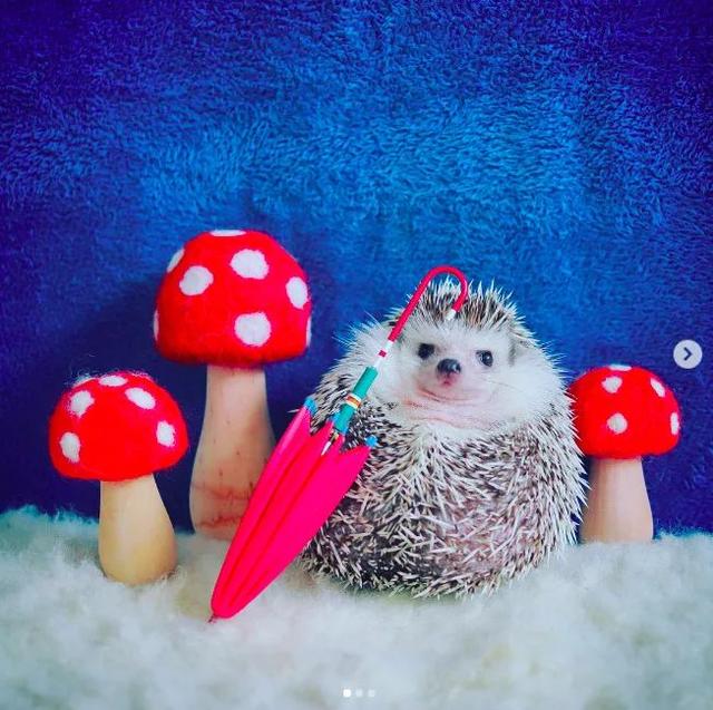 早安美图171103：经历一段努力闭嘴不抱怨的时光，才能熠熠生辉