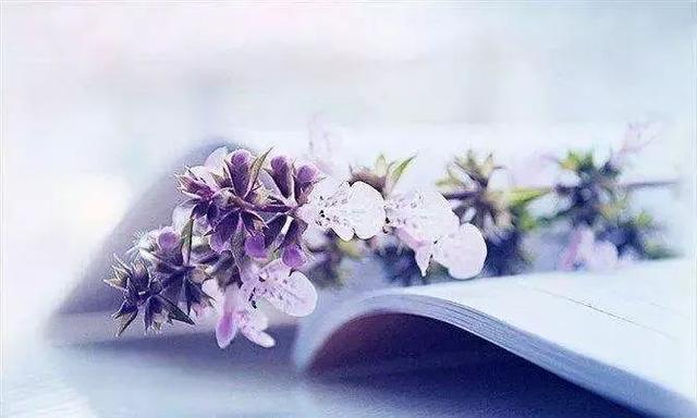 早安文字171106：一生所有的相逢，都是温暖