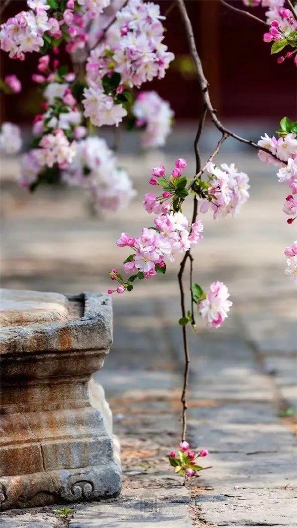 晚安美文171108：相遇，是一树花开