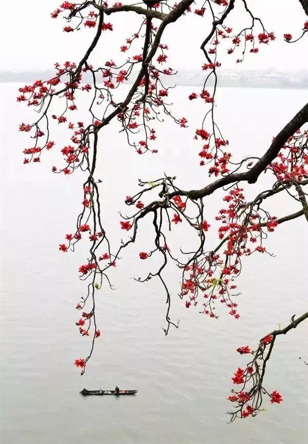 晚安美文171108：相遇，是一树花开