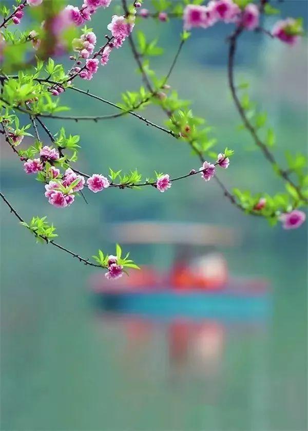 晚安美文171108：相遇，是一树花开