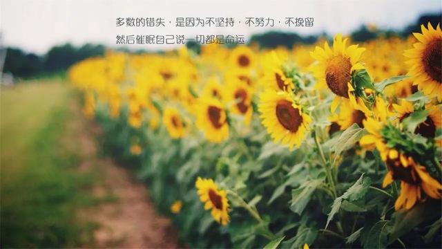 早安心语励志171130：我输过，我败过，但我从不曾放弃过
