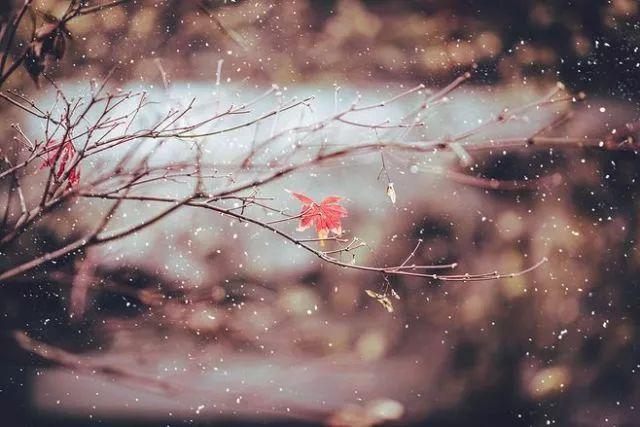 早安美图171204：陪伴在心间