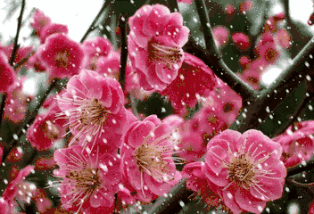 大雪节气：致我最在乎的人
