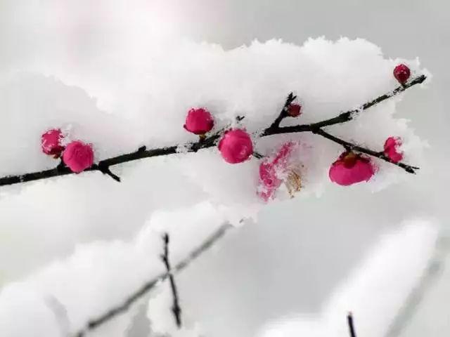 大雪节气：致我最在乎的人
