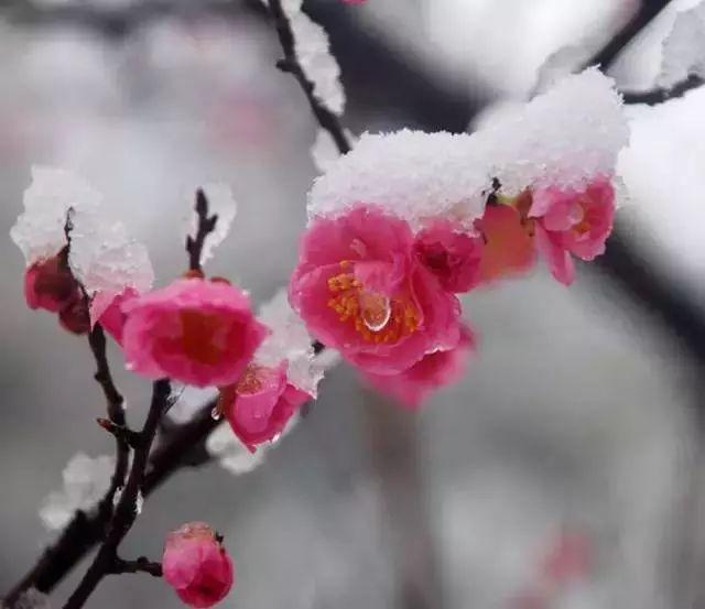 大雪节气：致我最在乎的人