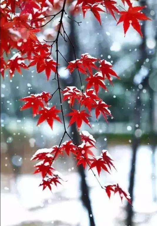 早安问候171217：天冷，多变的天气，不变的问候