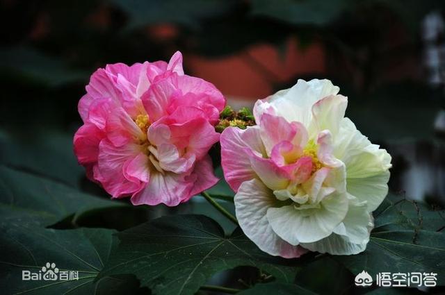 成都的市花是这是成都的市花芙蓉花请问一树为什么开两种颜色的花