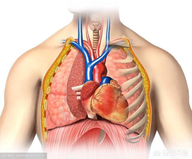 从中医角度来说肺和心脏是怎样的关系