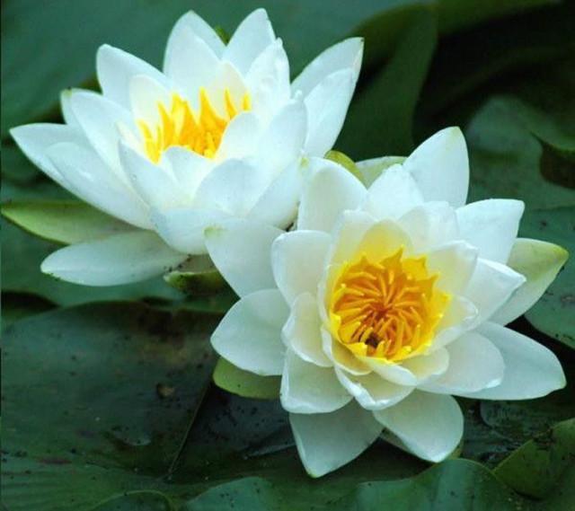 早安美图160510：漂亮的夫妻花，见过的都是有福之人