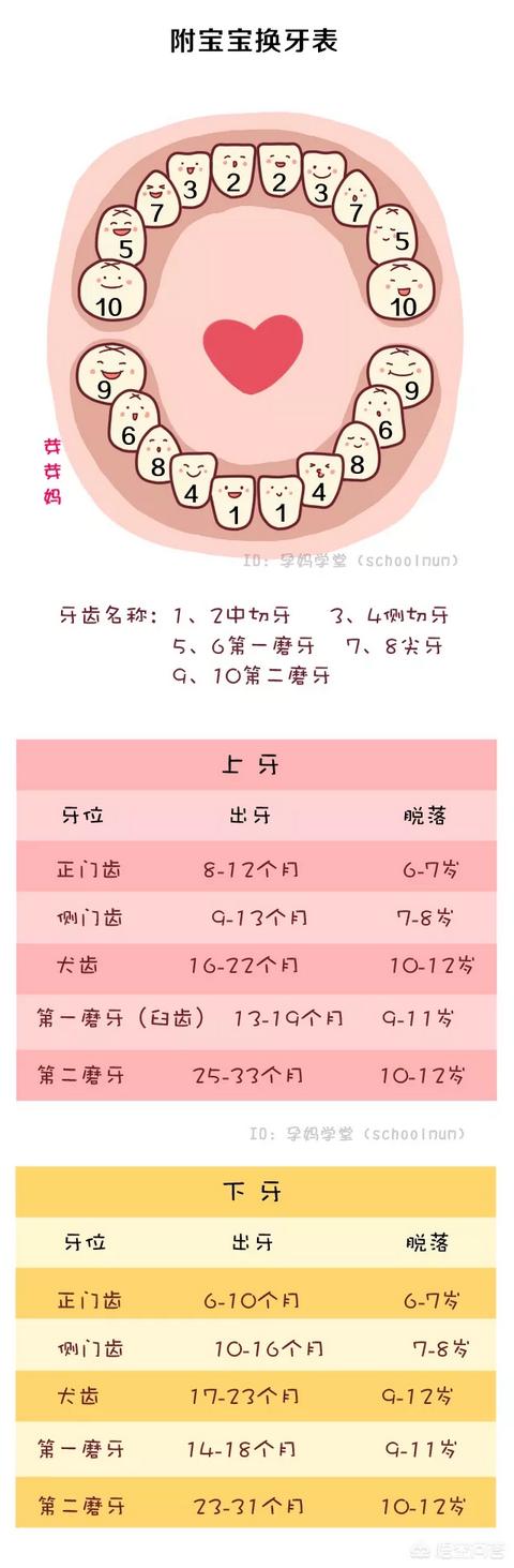 宝宝乳牙的生长顺序是什么呢?