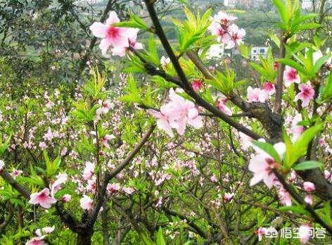 头条问答 重庆走马镇桃花林好玩吗,要门票的吗(10个回答)