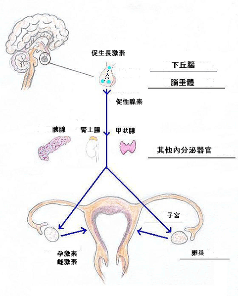 头条问答 月经后几天是排卵期(146个回答)