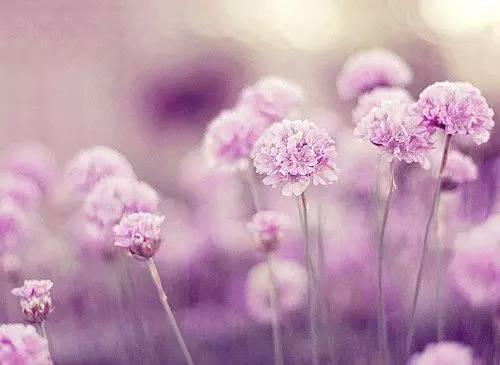 早安美图160601：情人是一个很美的字眼