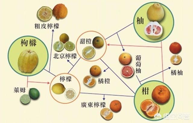 提起杂交出来的水果那可就多了,光是柑橘属这个庞大的家族谱系便都是