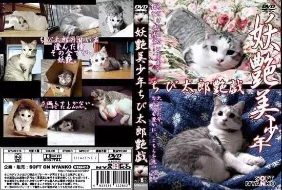 四川的猫吃辣吗？