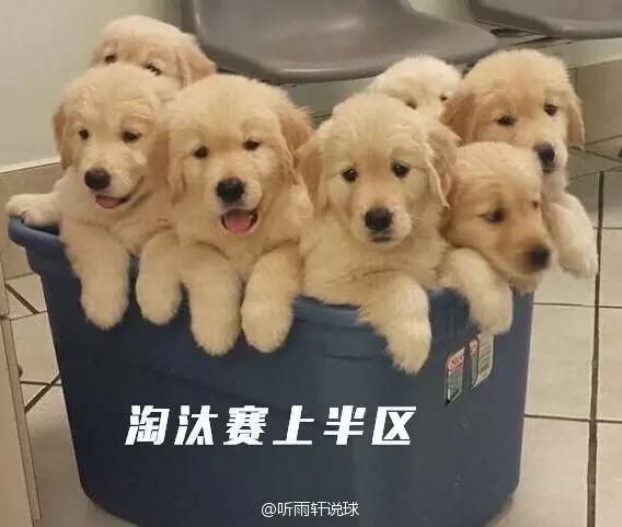 欧洲杯段子：冰岛得三喵，伊布别黄衫