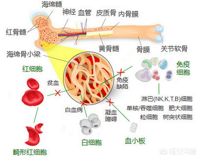 造血功能是哪个器官为什么说骨髓是人体的造血器官