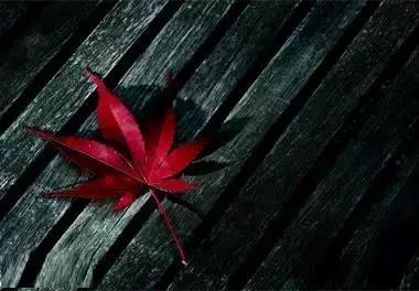 早安美图160629：荣华花间露，富贵草上霜