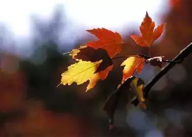 早安美图160629：荣华花间露，富贵草上霜