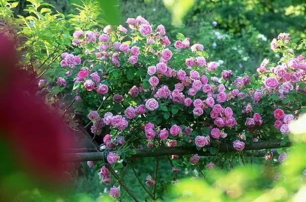 早安美图160624：老来三不管！老来三不争！