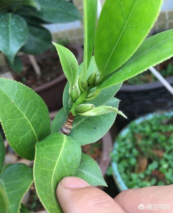 茶花的花芽和叶芽怎么区分-头条问答