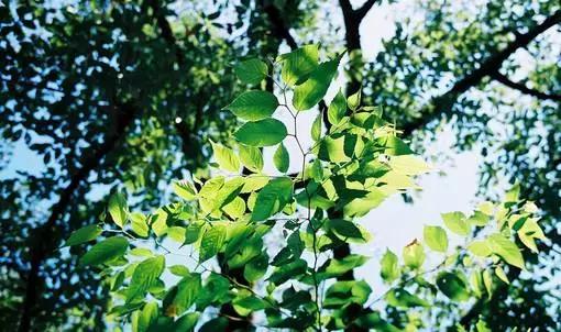 早安美图160723：随和是一种素质，一种文化，一种心态