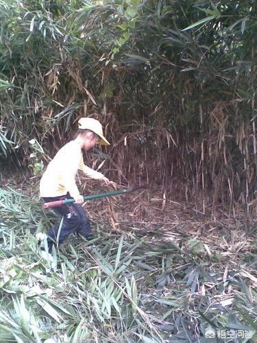 竹子根系生长过快破坏农田，如何灭掉竹子根？