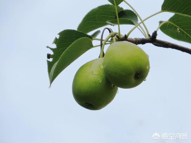 小孩发烧可以吃梨吗吃梨子有什么好处