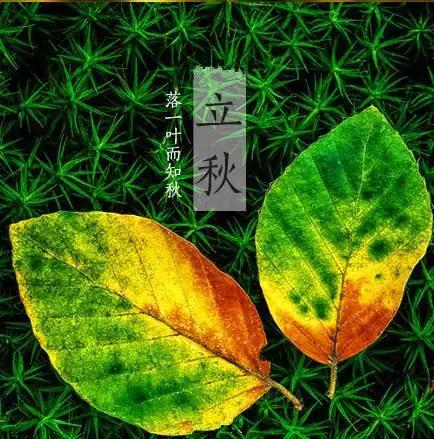立秋的美图和祝语语句
