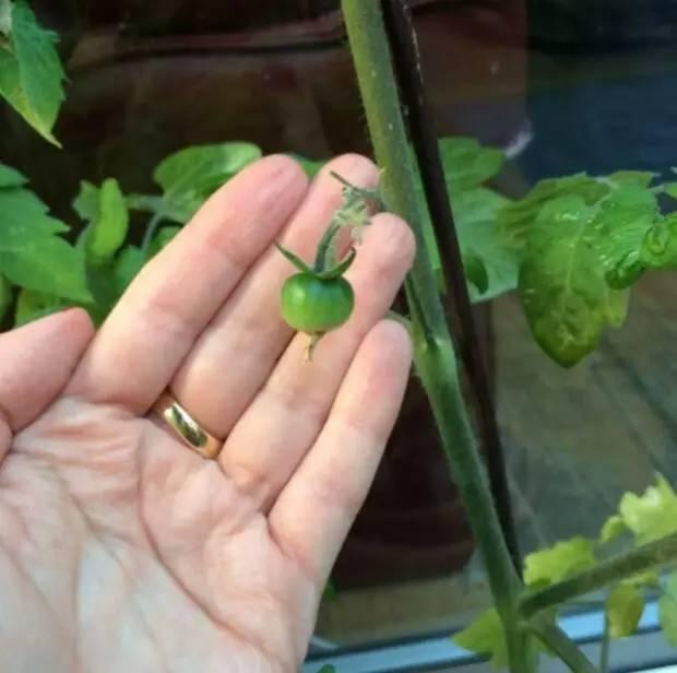 这些青菜水果真的很小,也太小了吧!