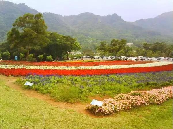 早安美图：花开成海，陪你去看尽世界的绚烂可好？