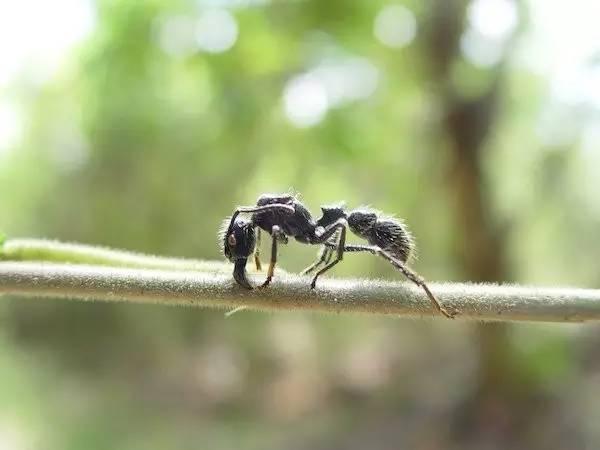 昆虫学家亲身试验，被什么虫子叮咬最痛呢？