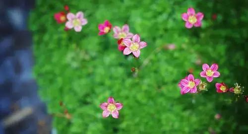 晚安美图160908：我问小草