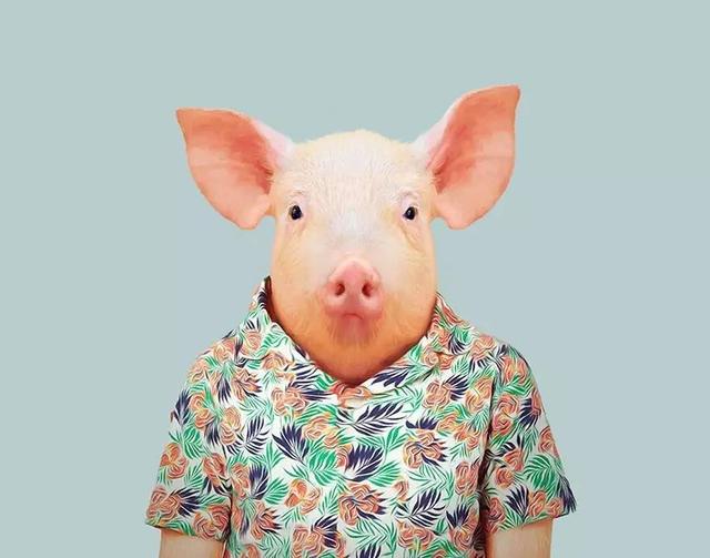 动物穿上衣服比很多人都要帅呢！
