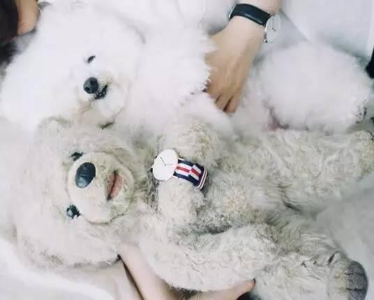 小狗有10万粉丝，因为瞬间变身毛绒玩具