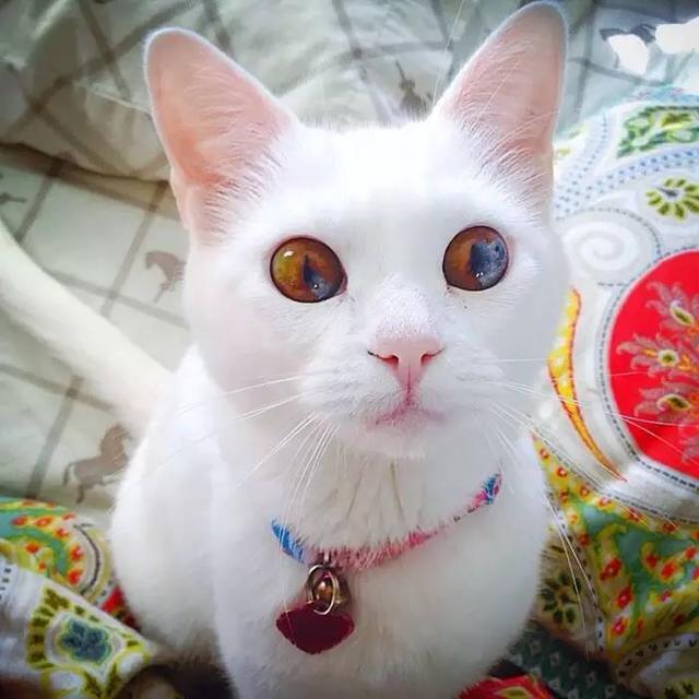 世界上最美的喵星人