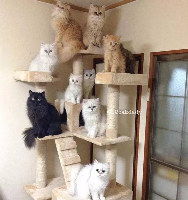 “12猫女士”的日本女孩和她的猫一起火了