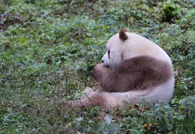 熊猫只有黑白的？名为七仔的熊猫颜色是棕褐色加白色