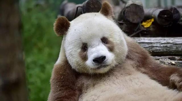 熊猫只有黑白的？名为七仔的熊猫颜色是棕褐色加白色