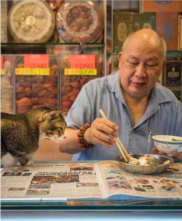 香港街头传统的小店里的那些小猫