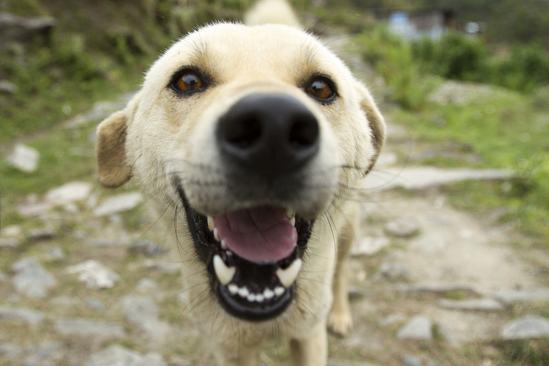 金毛幼犬什么时候可以洗澡呢:金毛小时候三针疫苗分别在什么时候打，隔多长时间打？