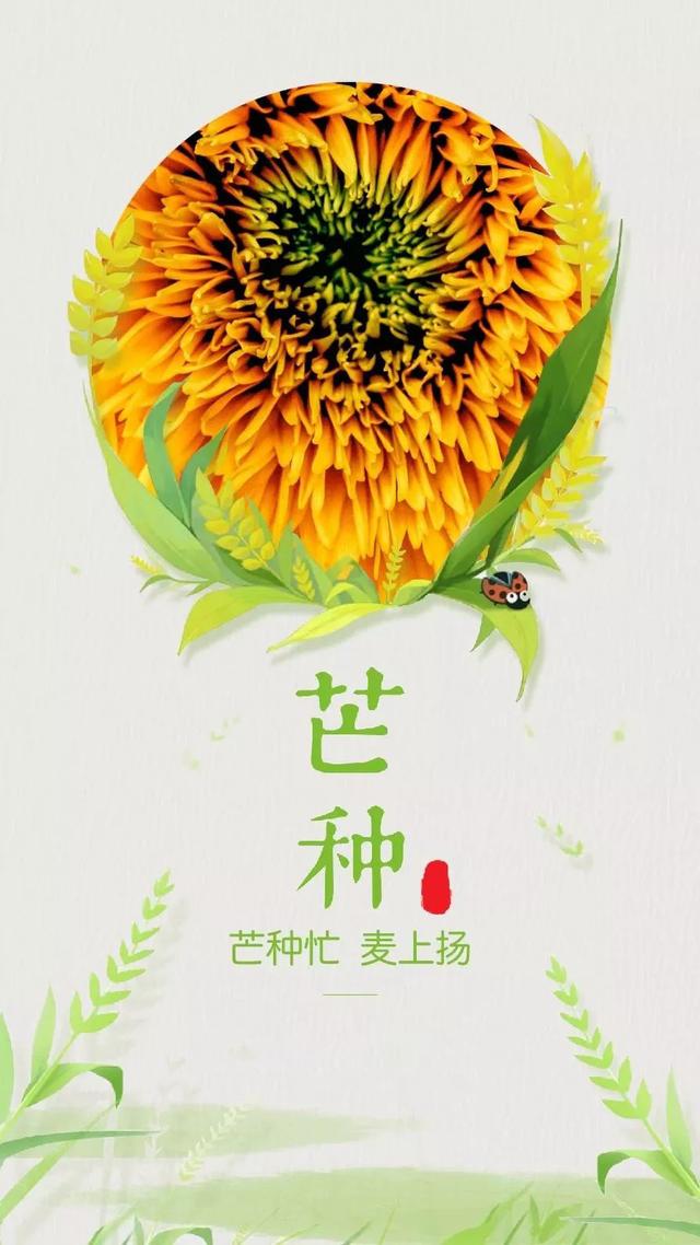 关于芒种的精美图片大全集锦，芒种的问候句子